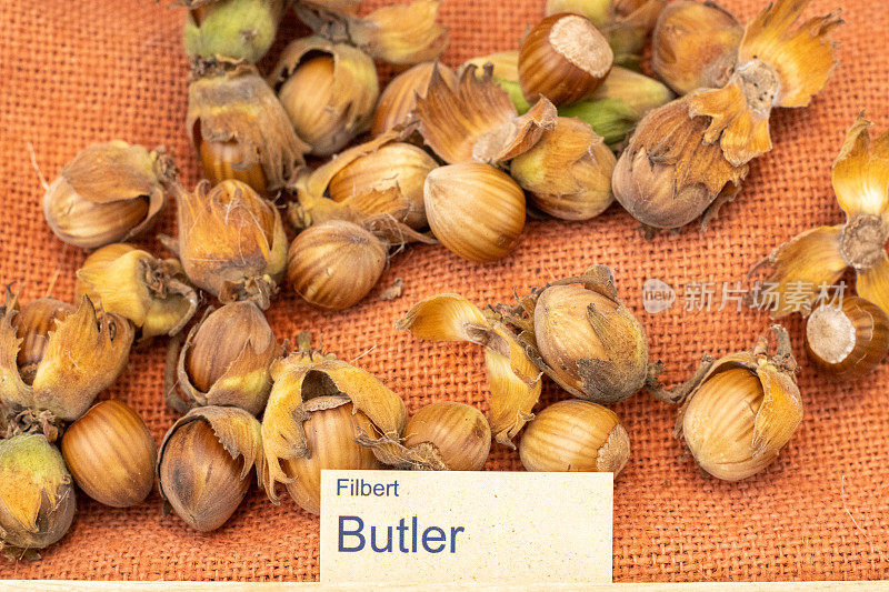 Butler Filbert (Corylus avellana 'Butler')在伦敦，英国